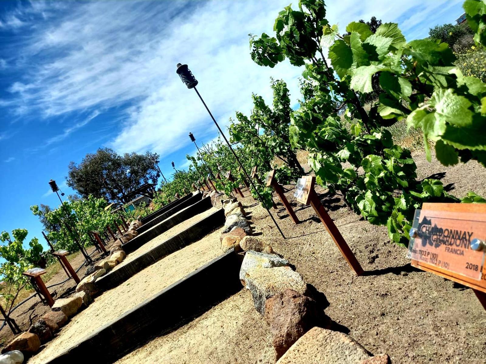 Finca Vidandrei Casa Eucalipto Valle de Guadalupe Bagian luar foto