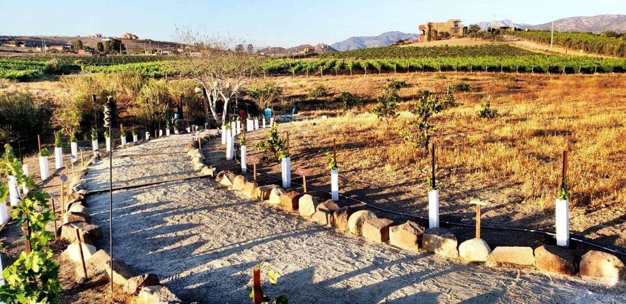 Finca Vidandrei Casa Eucalipto Valle de Guadalupe Bagian luar foto
